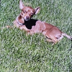 Meet your Posher, Pierre